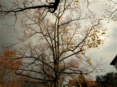 Winterlinde (Tilia cordata) an der Berlinallee in Hockenheim photo