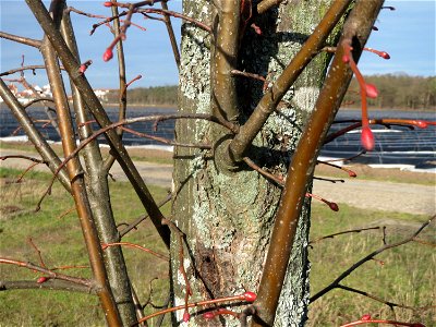 Winterlinde (Tilia cordata) in Hockenheim photo