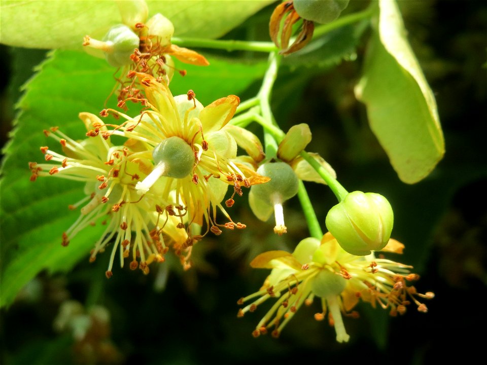 Blüte der Winterlinde (Tilia cordata) am Staden in Saarbrücken