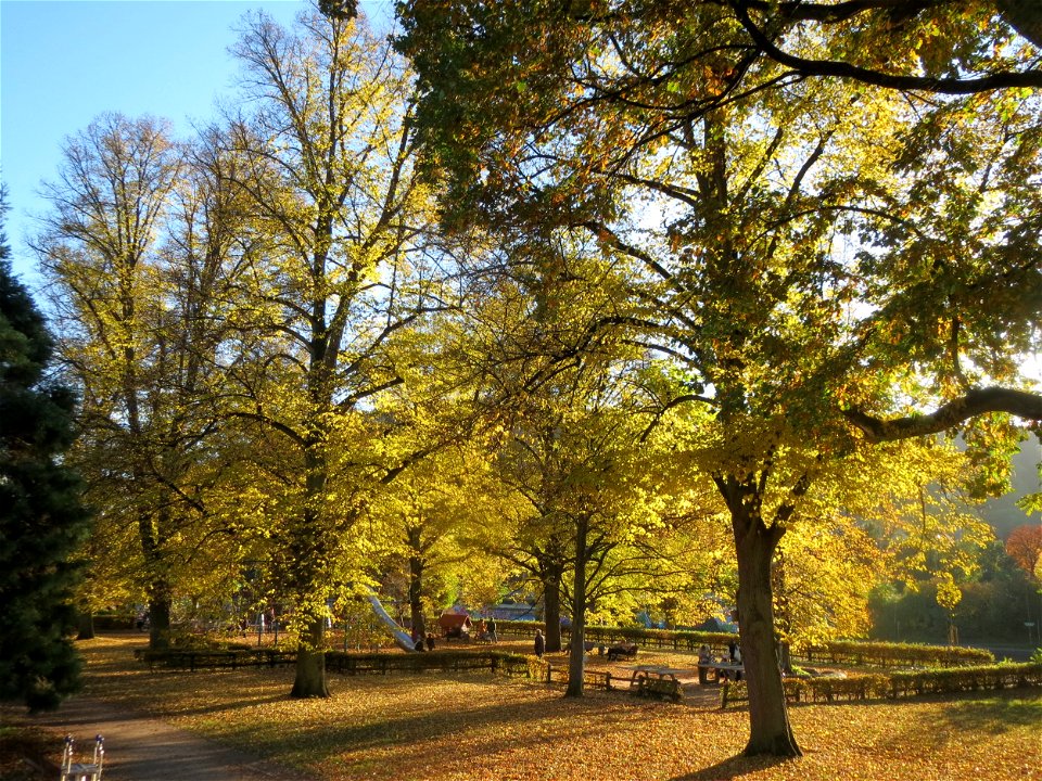 Winterlinden (Tilia cordata) am Staden in Saarbrücken photo