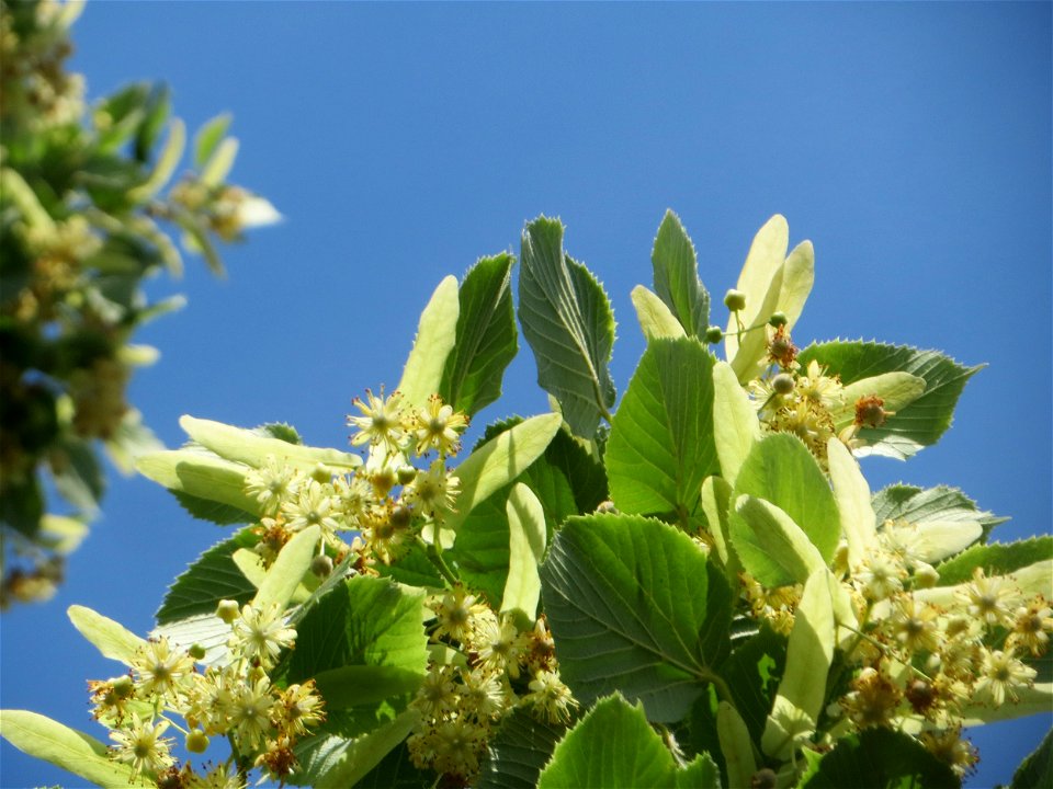 Blüte der Winterlinde (Tilia cordata) in Hockenheim