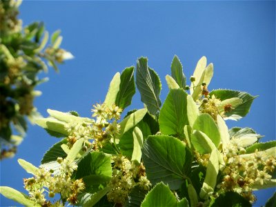 Blüte der Winterlinde (Tilia cordata) in Hockenheim photo