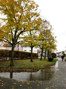 Winterlinde (Tilia cordata) in der Berlinallee in Hockenheim photo