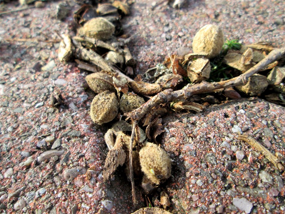 Früchte der Winterlinde (Tilia cordata) in Hockenheim