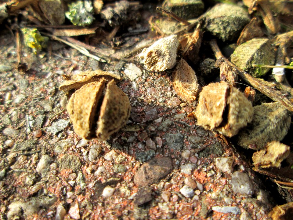 Früchte der Winterlinde (Tilia cordata) in Hockenheim