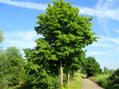 Winterlinde (Tilia cordata) in Hockenheim photo