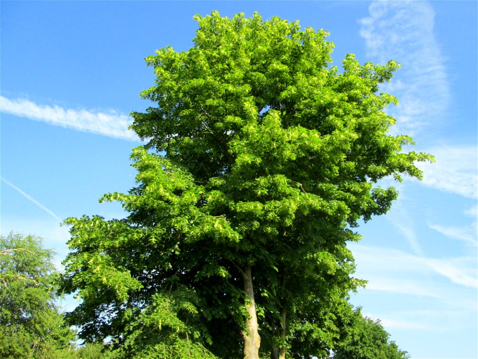 Winterlinde (Tilia cordata) am Kraichbach in Hockenheim