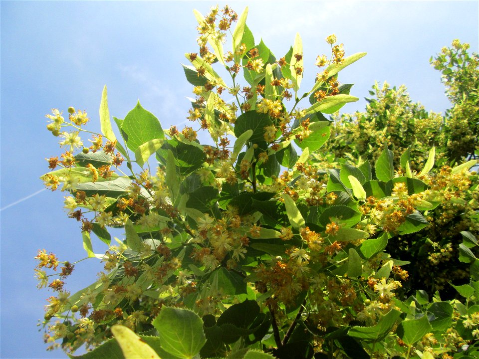 Blüte der Winterlinde (Tilia cordata) in Hockenheim