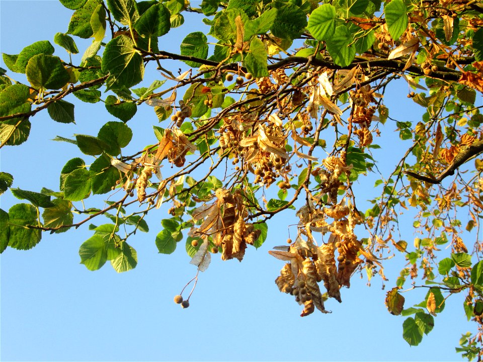 Winter-Linde (Tilia cordata) in Kleinblittersdorf