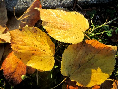 Winterlinde (Tilia cordata) auf dem Friedhof in Hockenheim photo