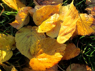 Winterlinde (Tilia cordata) auf dem Friedhof in Hockenheim photo