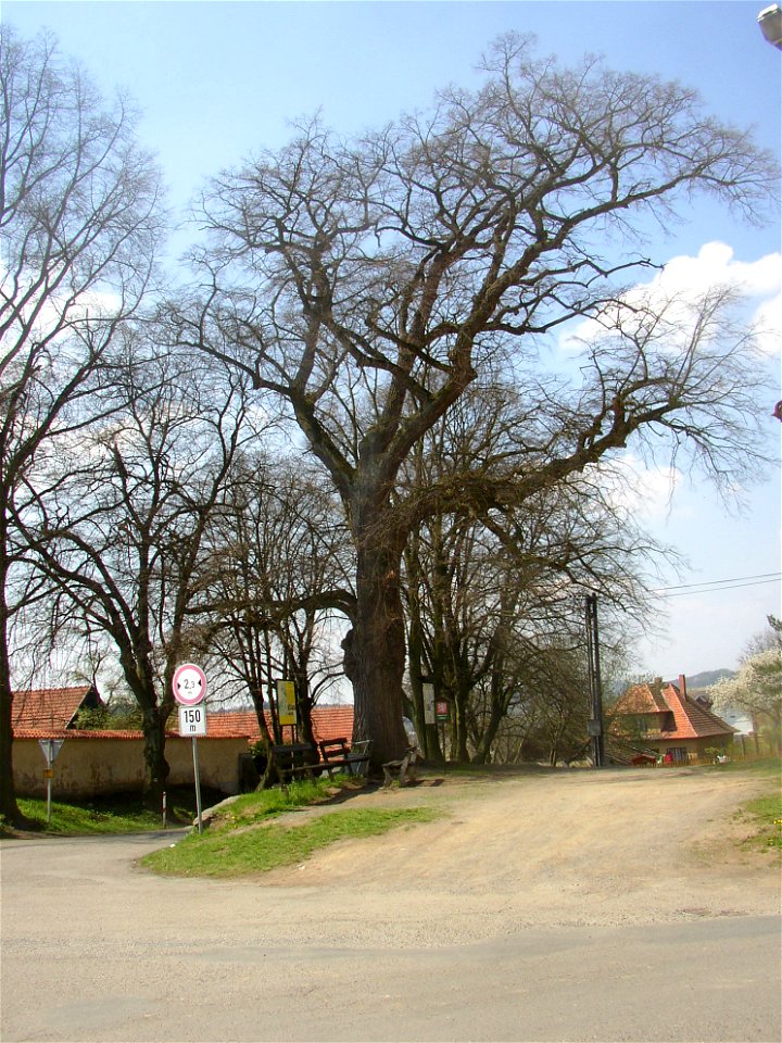 Hrusice, Prague-East District, Czech Republic. Hrusice Lime next to the rectory (opposite the church) in centre of the village. A protected Small-leaved Lime (Tilia cordata) planted in 1777. Height 16