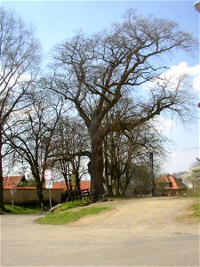 Hrusice, Prague-East District, Czech Republic. Hrusice Lime next to the rectory (opposite the church) in centre of the village. A protected Small-leaved Lime (Tilia cordata) planted in 1777. Height 16 photo