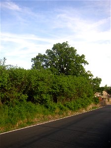 Lípa v Kyšicích ("Lime in Kyšice"), protected example of Small-leaved Lime (Tilia cordata) in village of Kyšice, Kladno District, Central Bohemian Region, Czech Republic.