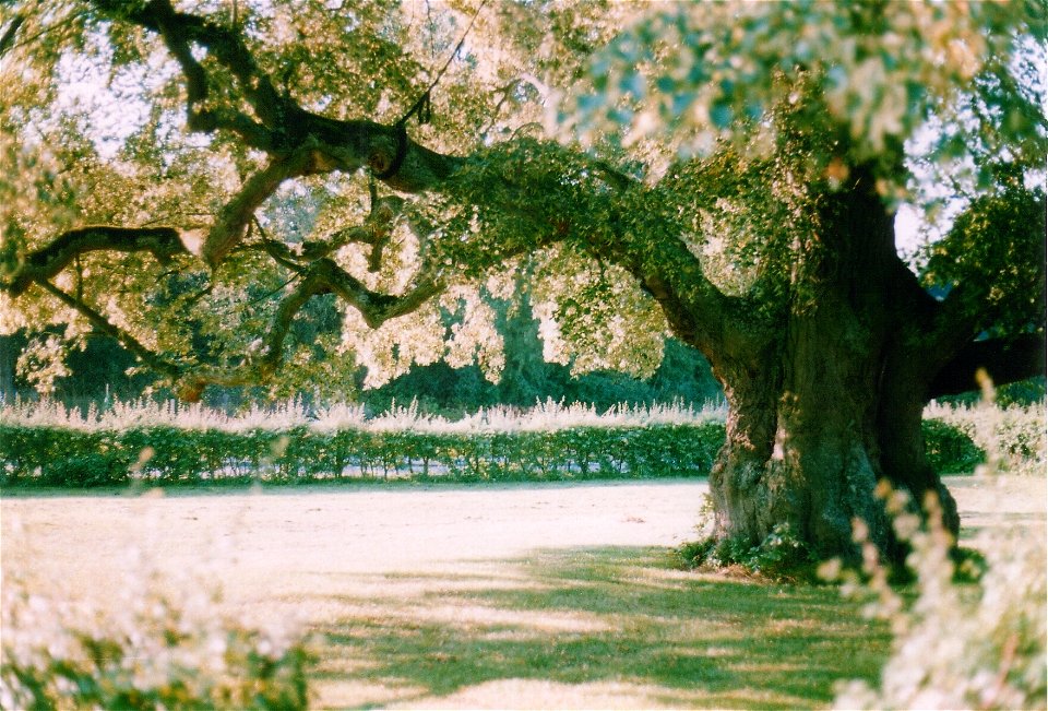 Linde in Schönaich, eine als Naturdenkmal geschützte Winterlinde (Tilia cordata) im Landkreis Böblingen, Baden-Württemberg