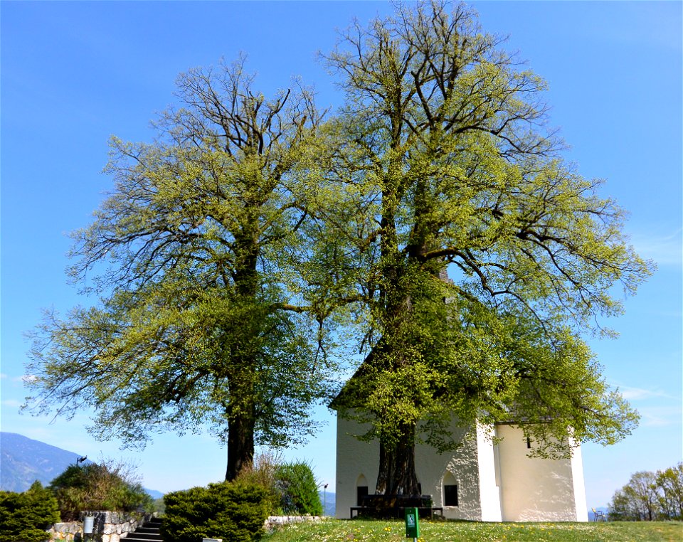Small-leaved Lime in St. Johann in the community of Villach