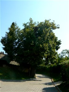 Tree in Osvětimany. photo