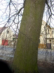Lípa ve Pticích ("Lime in Ptice"), protected example of Small-leaved Lime (Tilia cordata) in village of Ptice, Prague-West District, Central Bohemian Region, Czech Republic.