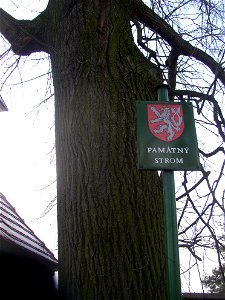 Lípa ve Pticích ("Lime in Ptice"), protected example of Small-leaved Lime (Tilia cordata) in village of Ptice, Prague-West District, Central Bohemian Region, Czech Republic. photo