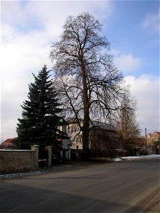 Lípa ve Pticích ("Lime in Ptice"), protected example of Small-leaved Lime (Tilia cordata) in village of Ptice, Prague-West District, Central Bohemian Region, Czech Republic. photo