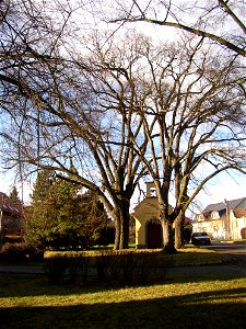 Rozdělovské lípy, a protected group of three Small-leaved Limes (Tilia cordata) in Kladno-Rozdělov, Kladno District, Czech Republic.