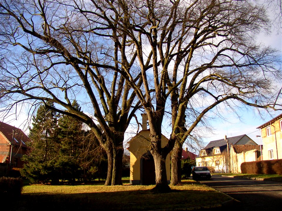 Rozdělovské lípy, a protected group of three Small-leaved Limes (Tilia cordata) in Kladno-Rozdělov, Kladno District, Czech Republic.