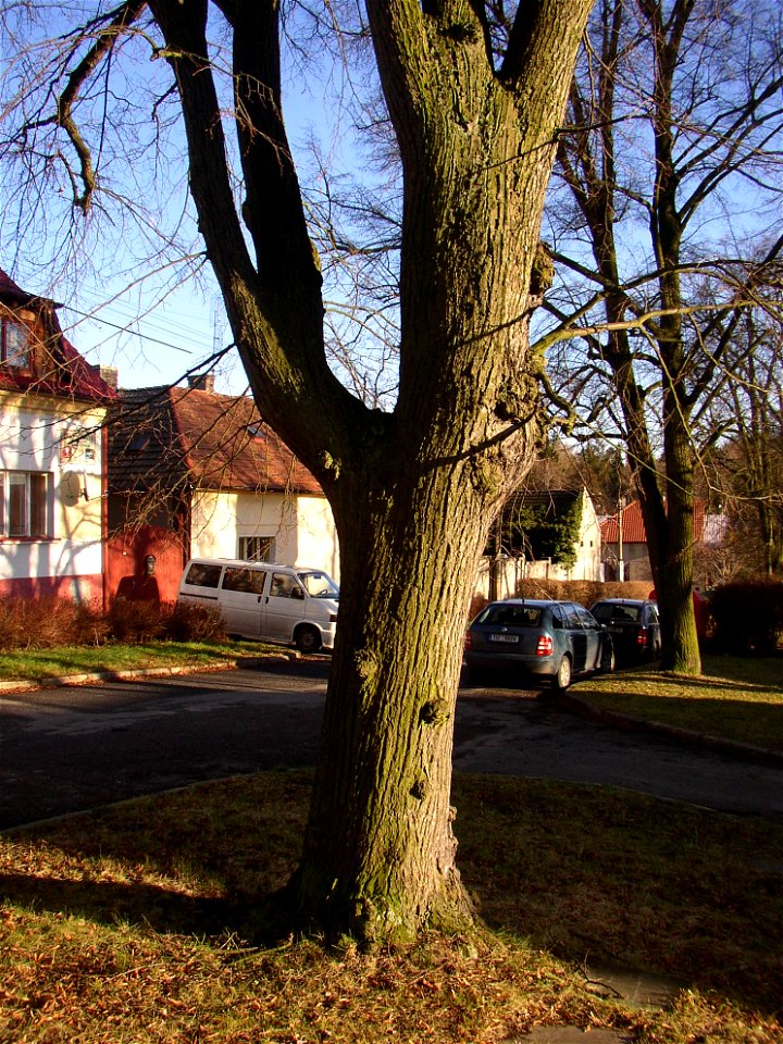 Rozdělovské lípy, a protected group of three Small-leaved Limes (Tilia cordata) in Kladno-Rozdělov, Kladno District, Czech Republic.