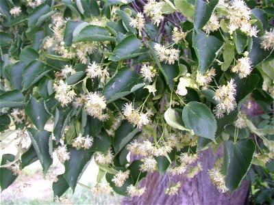 Lípa u Horova mlýna, a protected example of Small-leaved Lime (Tilia cordata) at road bend in vicinity of Nový mlýn, about 1.4 km SW of Velvary, Kladno District, Czech Republic. Flowers and leaves at photo