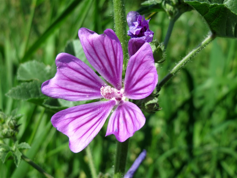 Wilde Malve (Malva sylvestris) am Staden in Saarbrücken