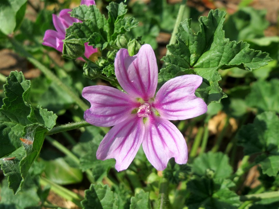 Wilde Malve (Malva sylvestris) in Saarbrücken