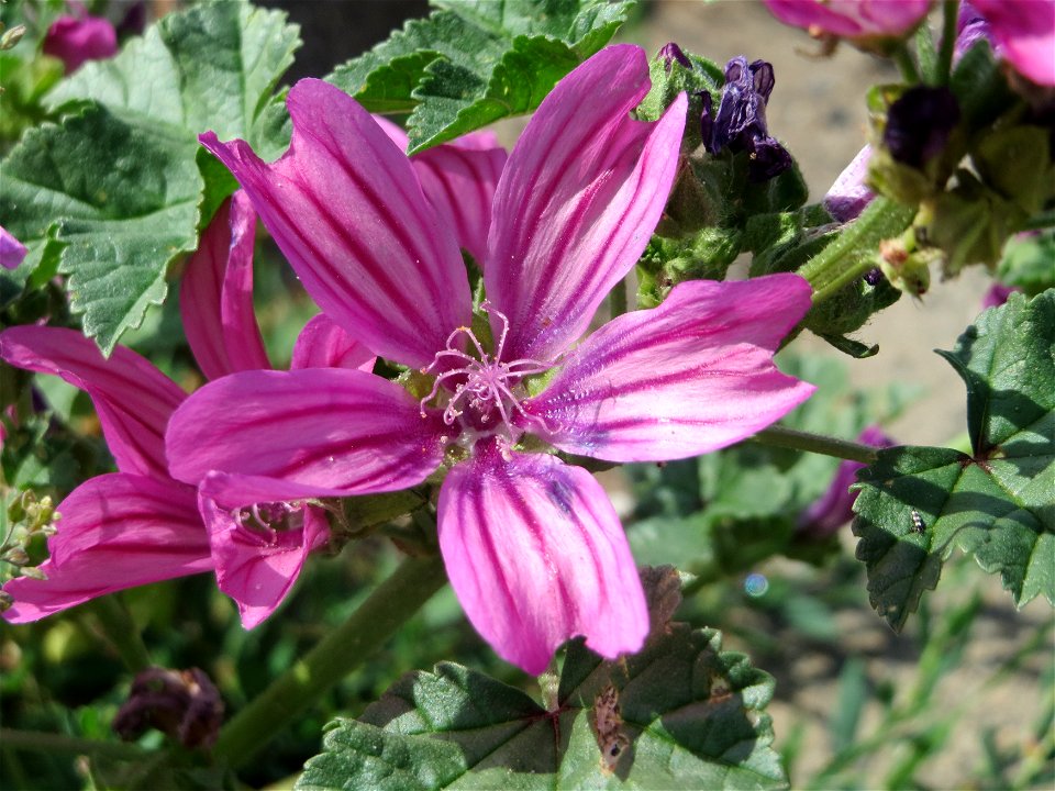 Wilde Malve (Malva sylvestris) bei Wiesbaden-Nordenstadt