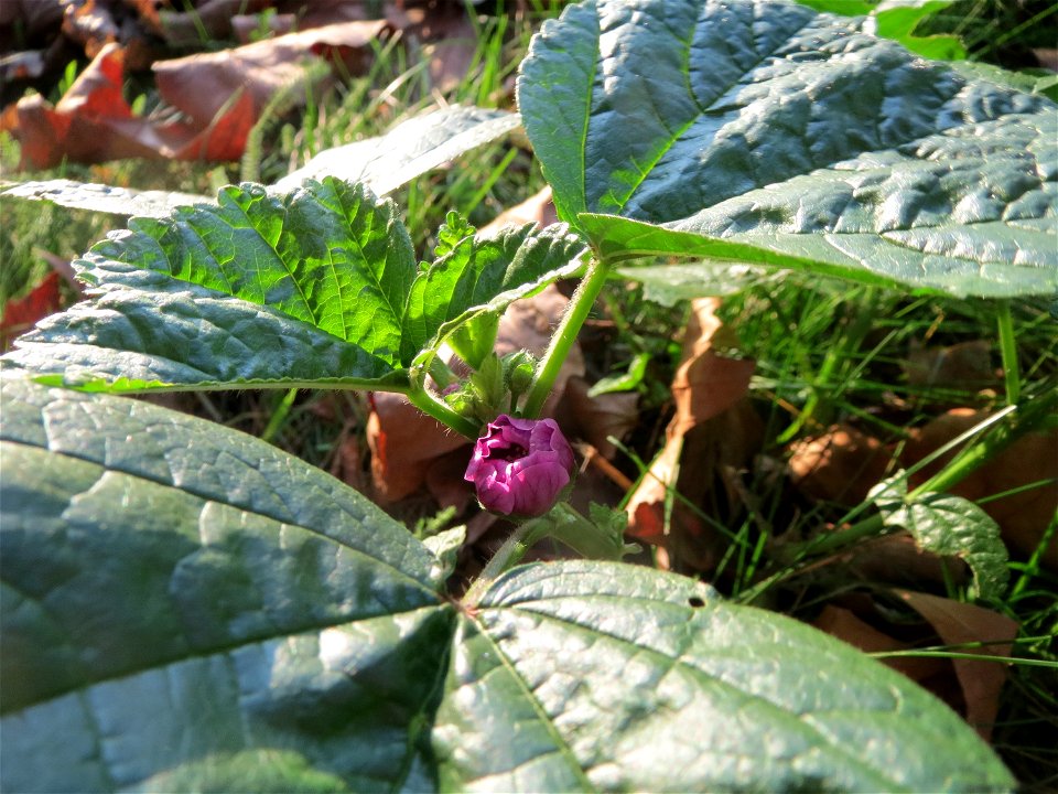 Wilde Malve (Malva sylvestris) an der Saar in Saarbrücken