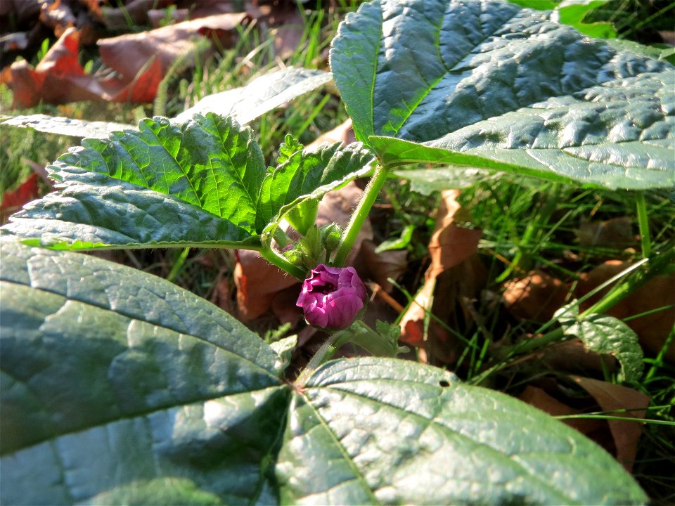 Wilde Malve (Malva sylvestris) an der Saar in Saarbrücken photo