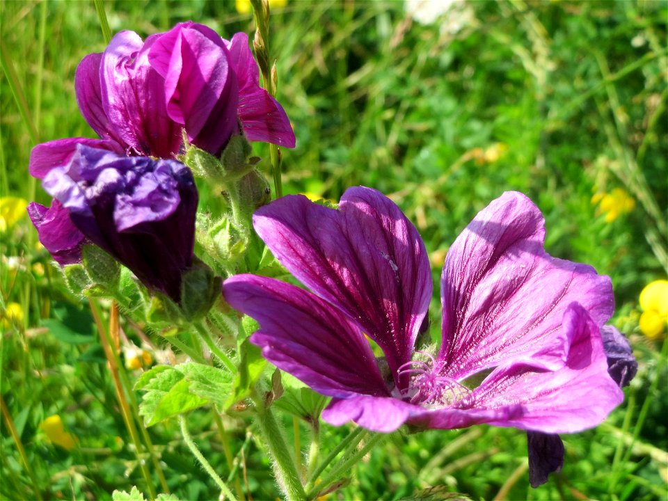 Wilde Malve (Malva sylvestris) im Neuenheimer Feld in Heidelberg