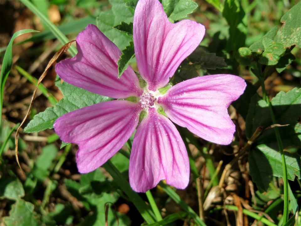 Wilde Malve (Malva sylvestris) bei Hockenheim