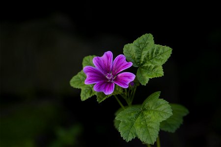 Common mallow (Malva sylvestris L.) photo