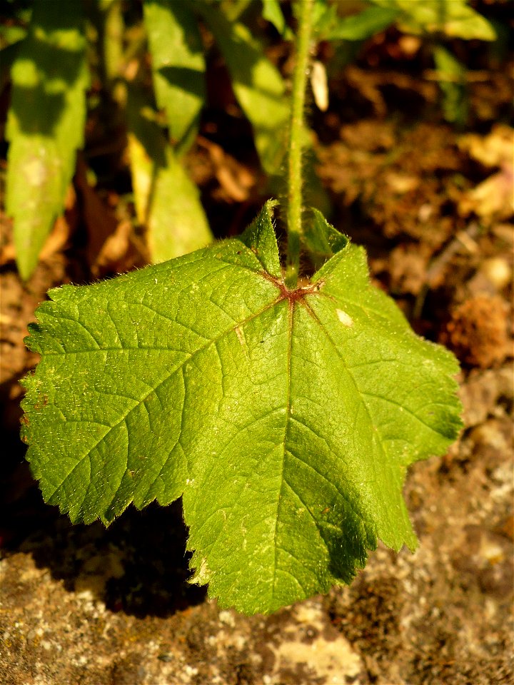Leaf of Malva sylvestris