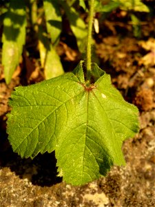 Leaf of Malva sylvestris photo