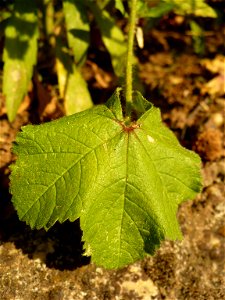 Leaf of Malva sylvestris