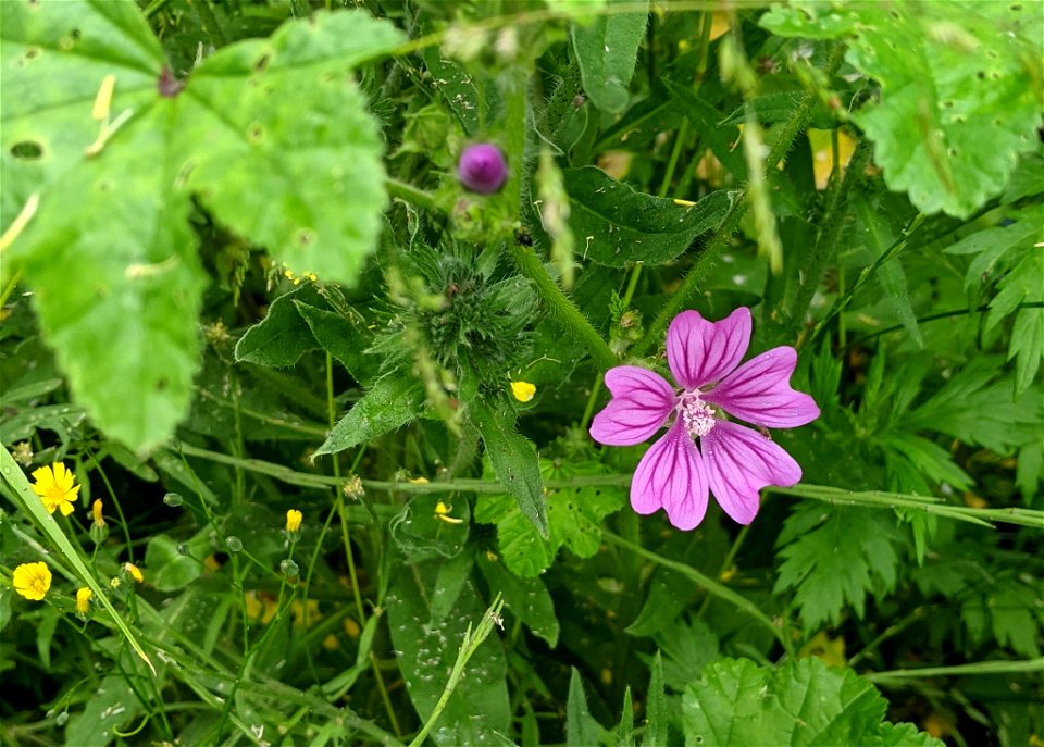 Common Mallow (Malva sylvestris) photo