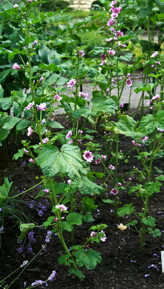 Malva sylvestris from Botanical Garden of Charles University in Prague, Czech Republic