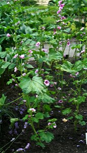 Malva sylvestris from Botanical Garden of Charles University in Prague, Czech Republic photo