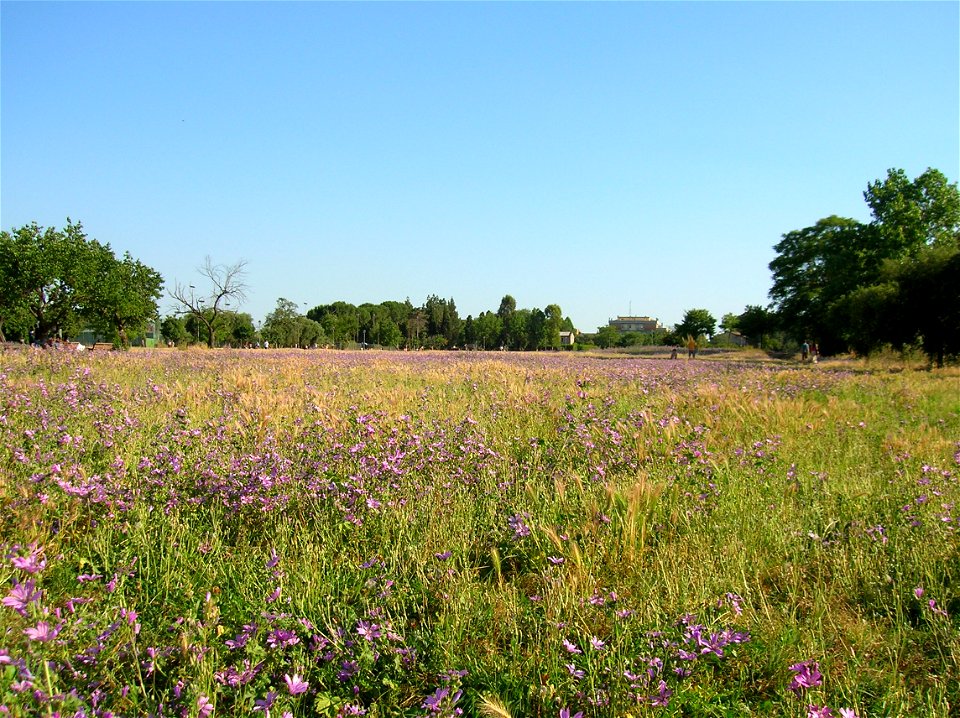 Malva sylvestris in Villa de Sanctis - Park of Rome