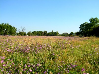 Malva sylvestris in Villa de Sanctis - Park of Rome photo