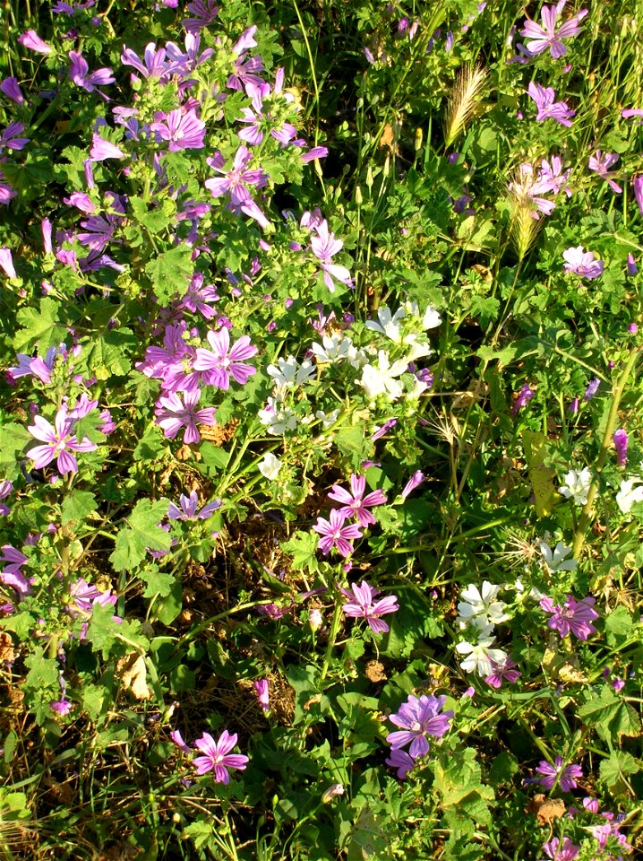 Malva Sylvestris and Unidentified Malva in Villa de Sanctis - Park of Rome photo