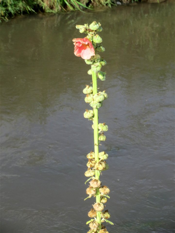 Stockrose (Alcea rosea) am Kraichbach in Hockenheim