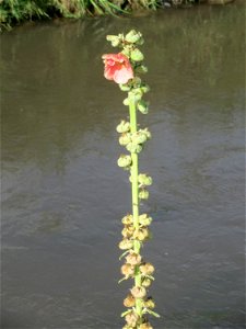 Stockrose (Alcea rosea) am Kraichbach in Hockenheim photo