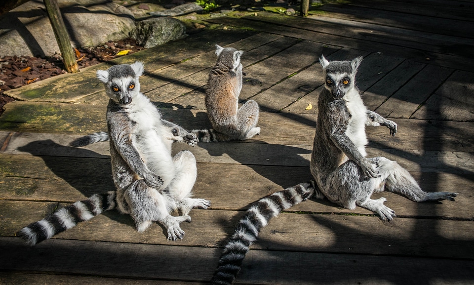 Lemuriformes primate ring-tailed lemur