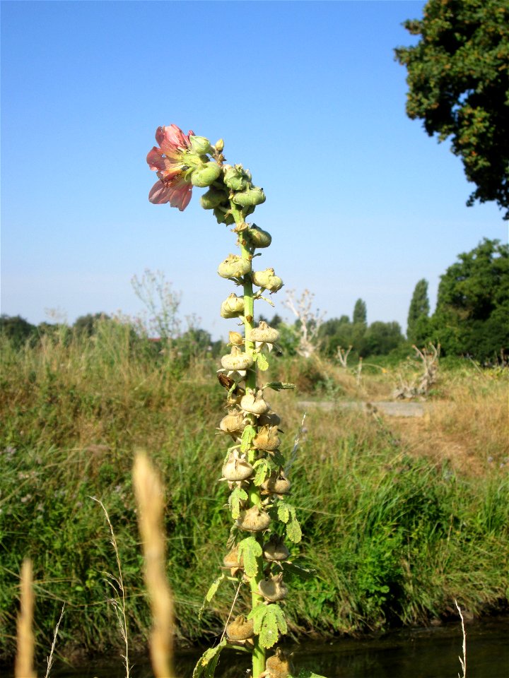 Ausgewilderte Stockrose (Alcea rosea) am Kraichbach in Hockenheim