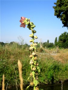 Ausgewilderte Stockrose (Alcea rosea) am Kraichbach in Hockenheim photo